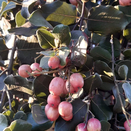 Peumo (Cryptocarya); Mediano (M17) | Gardekin Chile