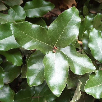 Peumo (Cryptocarya); Mediano (M17) | Gardekin Chile