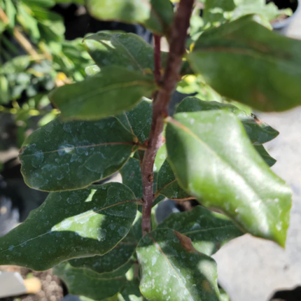 Peumo (Cryptocarya); Mediano (M17) | Gardekin Chile