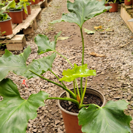 Philodendron bipinnatifidum paraguayo de grandes hojas verdes