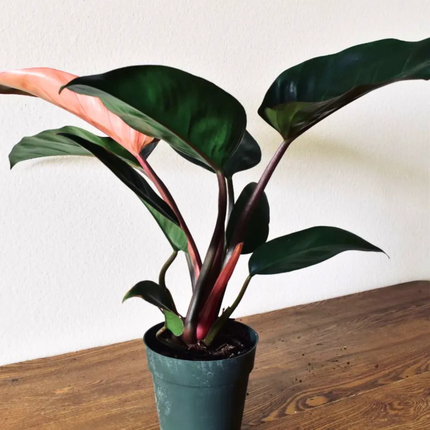 Philodendron Congo Rojo de hojas grandes, rígidas y oscuras