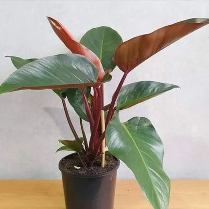 Filodendro Congo Rojo | Gardekin.com
