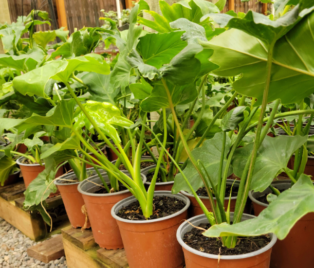 Filodendro Paraguayo (Philo Paraguayo;) Mediano Plus (M17) | Vegago Chile
