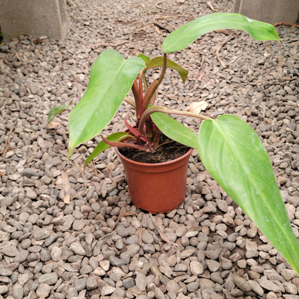 Philodendron Red Emerald con tallos rojos y hojas verdes brillantes