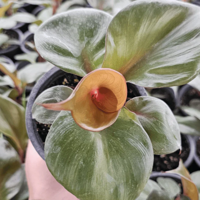 Philodendron Red Heart de hojas acorazonadas color rojizo oscuro