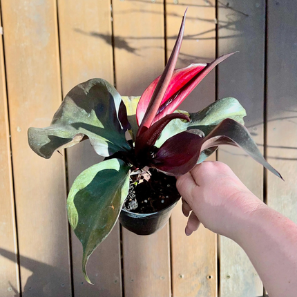 Filodendro Corazón Rojo (Philo Red Heart); Pequeño (M10)  | Gardekin Chile