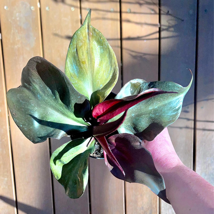 Filodendro Corazón Rojo (Philo Red Heart); Pequeño (M10)  | Gardekin Chile