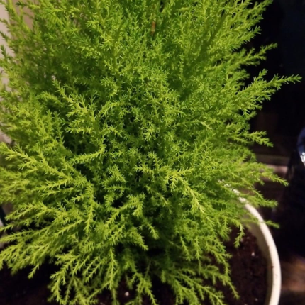 Pino Limon, Mediano Plus (M21) | Gardekin Chile