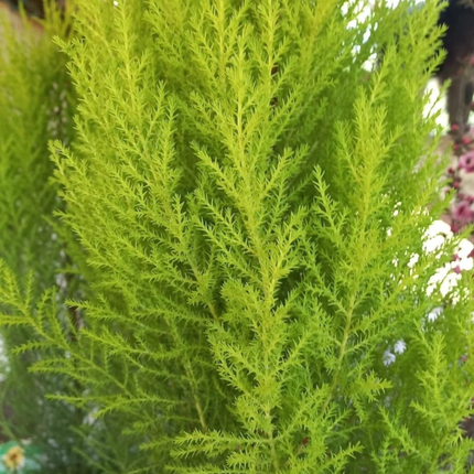 Pino Limon, Mediano Plus (M21) | Gardekin Chile