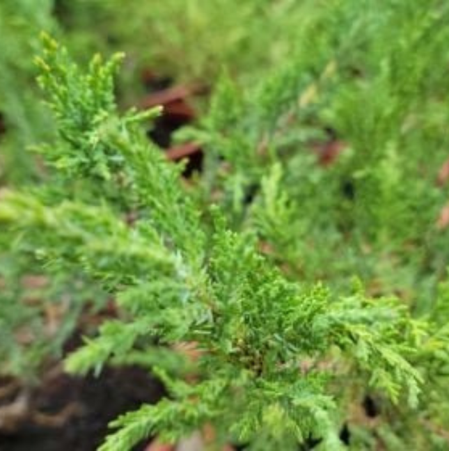 Juniperus enebro rastrero ideal para cubrir suelos y pendientes