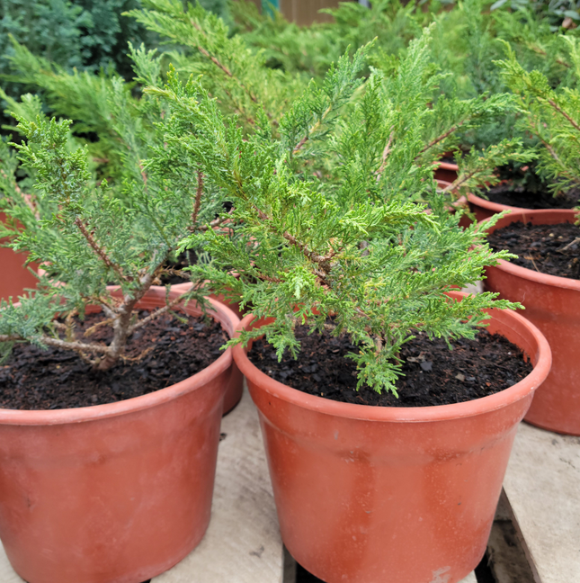 Enebro Rastrero (Pino Rastrero Juniper)   | Gardekin Chile