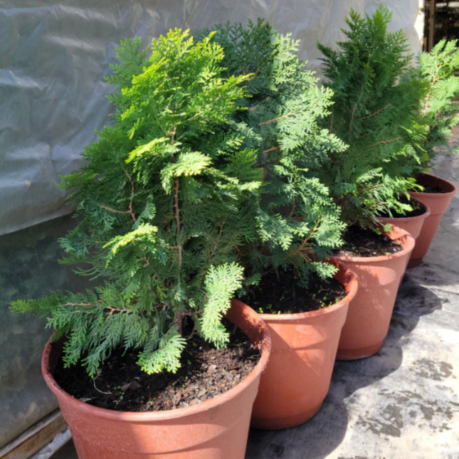 Tuya Oriental (Pino Thuja); Grande (M28) | Gardekin Chile