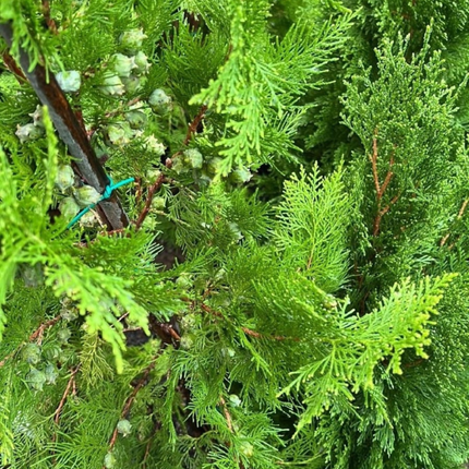 Tuya Oriental (Pino Thuja); Grande (M28) | Gardekin Chile