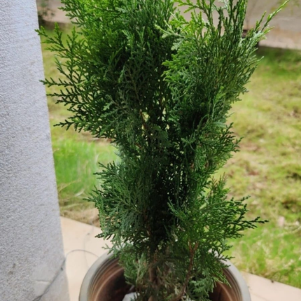 Tuya Oriental (Pino Thuja); Grande (M28) | Gardekin Chile