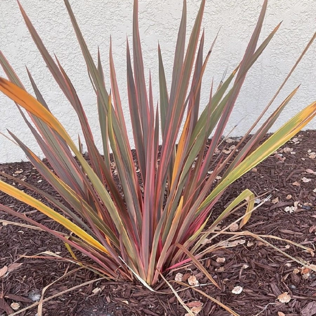 Pita Roja Agave americana, suculenta de hojas rojizas grandes