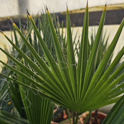 Palmera de Abanico (Trachycarpus) con hojas en forma de palma
