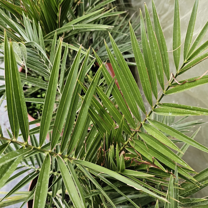 Palmera Fénix (Phoenix roebelenii) de follaje plumoso y elegante