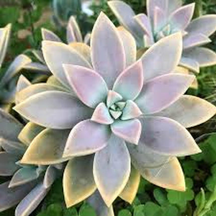Graptopetalum paraguayense planta fantasma de hojas color opalo