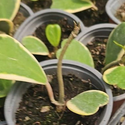 Hoya kerrii variegada con forma de corazón y bordes crema