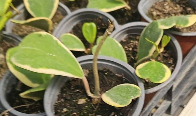 Hoya kerrii variegada con forma de corazón y bordes crema