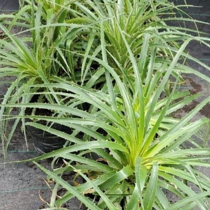 Puya, Mediano Plus (M17) | Gardekin.com