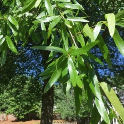 Roble Americano, Mediano (M21)  | Gardekin Chile
