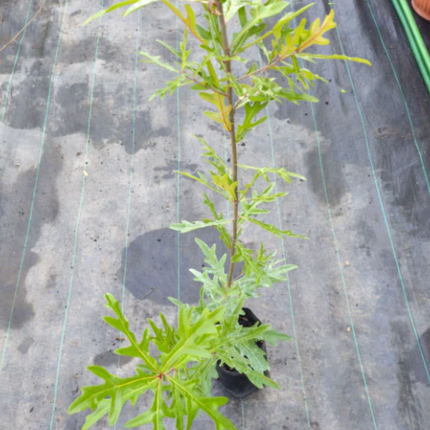 Roble Americano, Mediano (M21)  | Gardekin Chile
