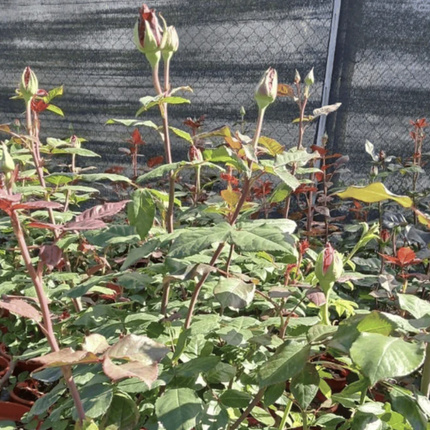 Rosa; Grande (M25) | Gardekin Chile