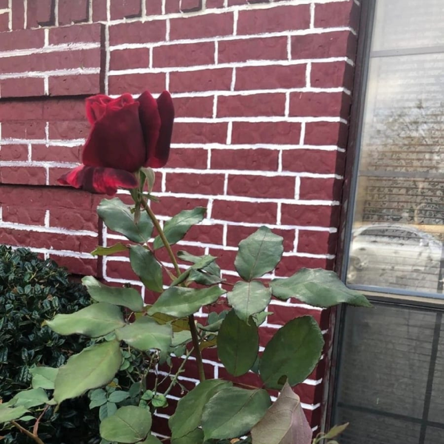 Rosa; Grande (M25) | Gardekin Chile
