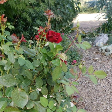 Rosa; Grande (M25) | Gardekin Chile