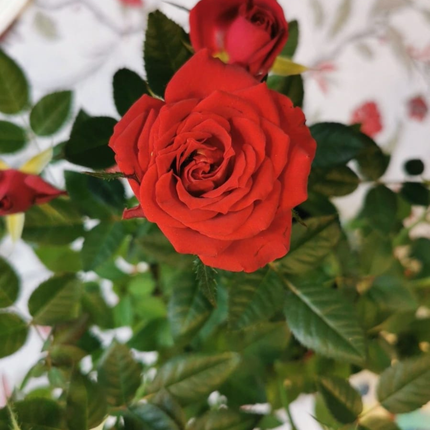 Rosa; Grande (M25) | Gardekin Chile