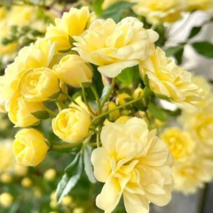 Rosa de Banks Amarilla (Bankisae Amarilla); Grande  | Gardekin Chile