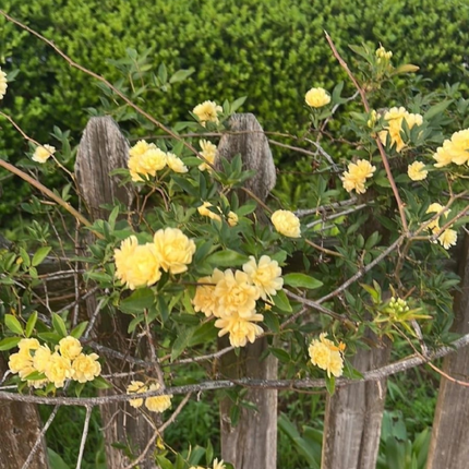Rosa de Banks Amarilla (Bankisae Amarilla); Grande  | Gardekin Chile