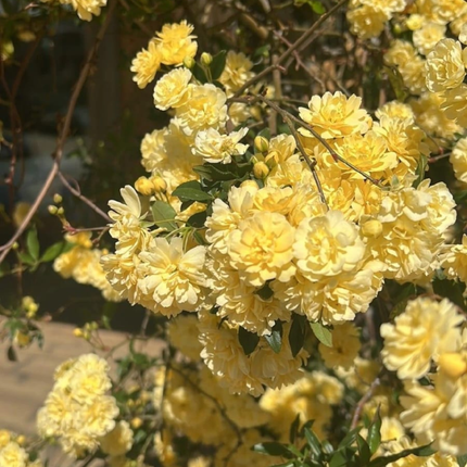 Rosa de Banks Amarilla (Bankisae Amarilla); Grande  | Gardekin Chile