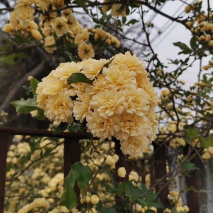 Rosa de Banks Amarilla (Bankisae Amarilla); Grande  | Gardekin Chile