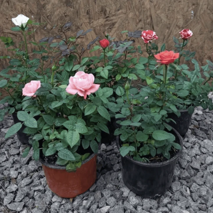 Rosa Mini | Gardekin.com