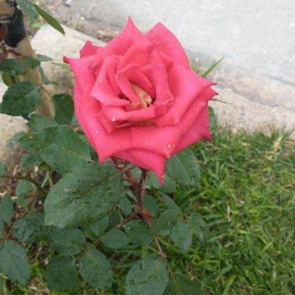 Rosa Mini | Gardekin.com