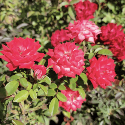 Rosal mini en flor para balcones y espacios pequeños