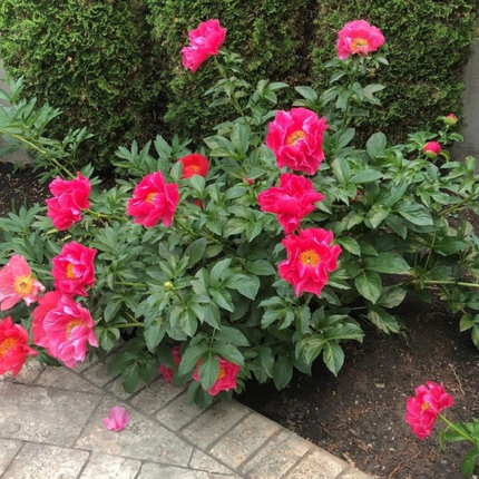 Rosa Peonia, Mediana (M15) | Gardekin Chile