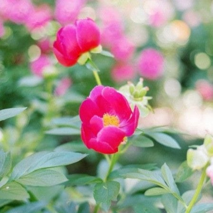 Rosa Peonia, Mediana (M15) | Gardekin Chile