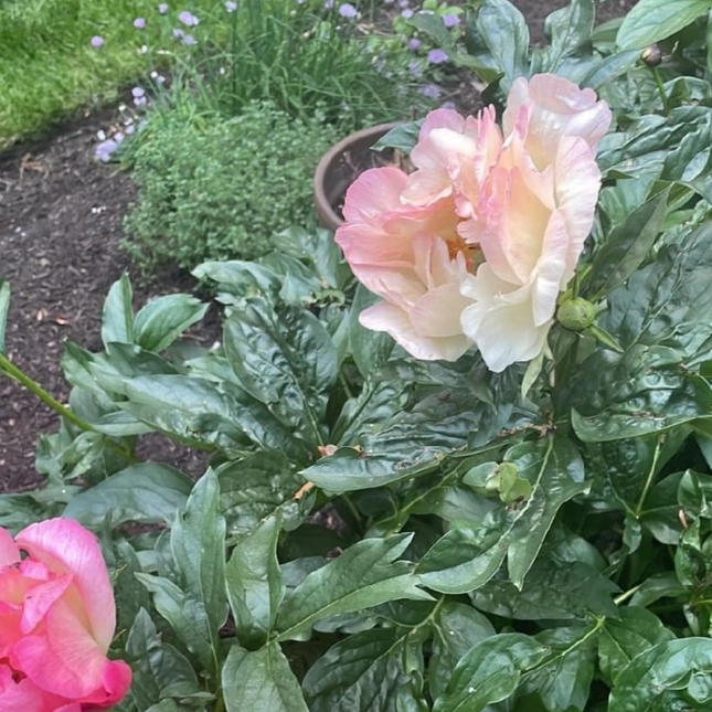 Rosa Peonia, Mediana (M15) | Gardekin Chile
