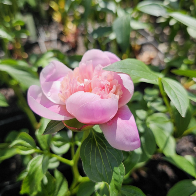 Rosa tipo peonía de múltiples pétalos y aroma suave