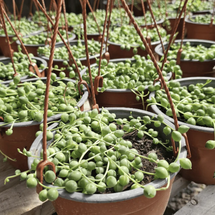 Rosario o Senecio rowleyanus con perlas verdes colgantes