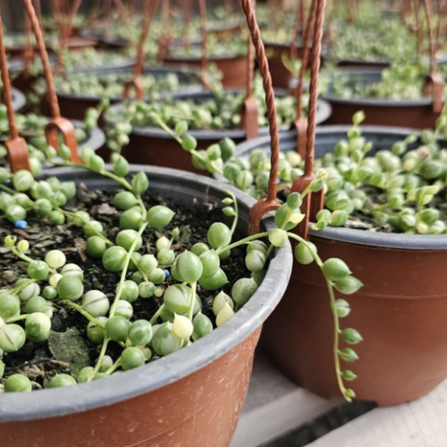 Senecio rowleyanus rosario variegado con perlas cremas