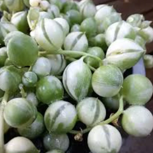 Rosario Variegado Colgante ; Mediano (C15)  | Gardekin Chile