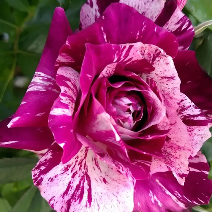 Rosa Tigre; Grande (M28)  | Gardekin Chile