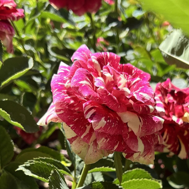 Rosa Tigre de gran tamaño con pétalos rayados en rojo y crema