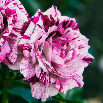 Rosa Tigre; Grande (M28)  | Gardekin Chile