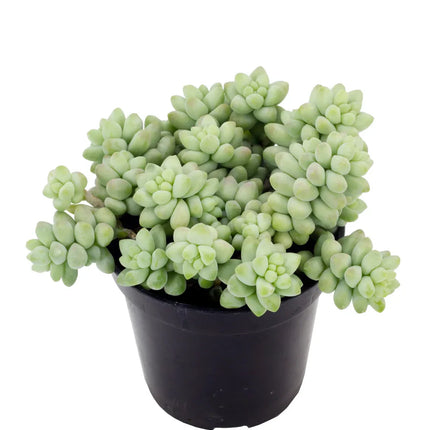 Suculenta Sedum Burrito con tallos colgantes de hojas carnosas