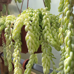 Cola de Burrito Sedum morganianum, suculenta colgante hojas carnosas